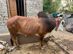 BULL | WEHRA | BACHRA | BAIL for sale
