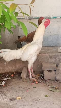 aseel Heera murga for sale