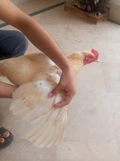 aseel