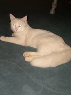 Persian cat