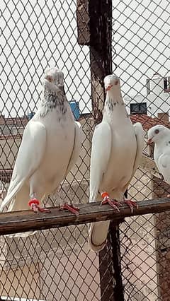 chatri waly kbootar healthy breeder beautiful
