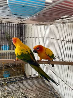 captive
