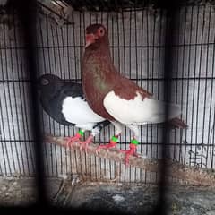 Magpie Israeli breeder Pair Top Quality For Sale