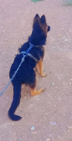 Beautiful outstanding German Shepherd Long haired