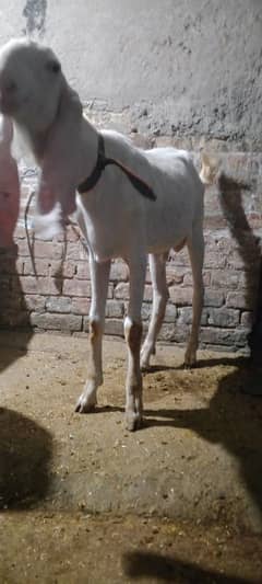 Rajan