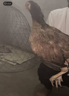 Amrohi mianwali female