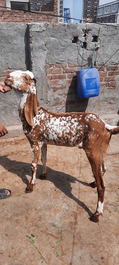 Makhi
