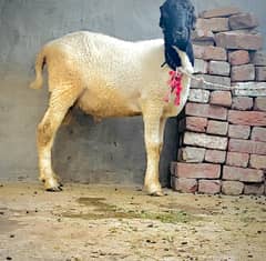 Beautiful Mundra for qurbani Ghr Ka pala
