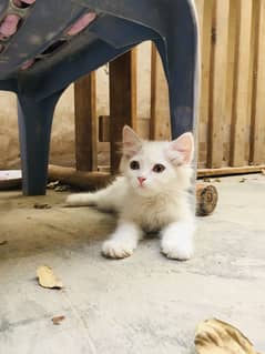 Persian kittens double cot male female pair. Age 3 month