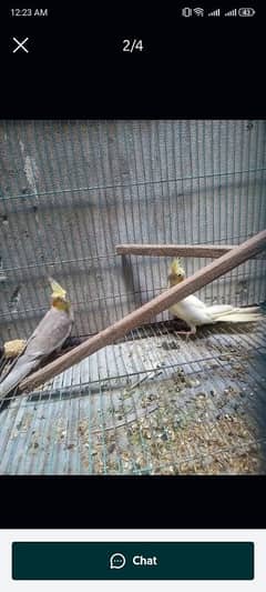 breeder pair