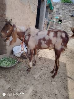 qurbani Desi Bakra