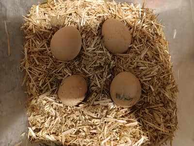Fertile Eggs of Golden and Blue Buff