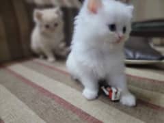 Persian kitten cat 4 6weeks old, triple coat