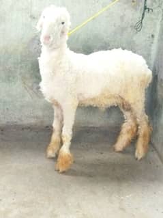 Beautiful Mundra Male