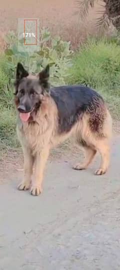 German Shepherd female