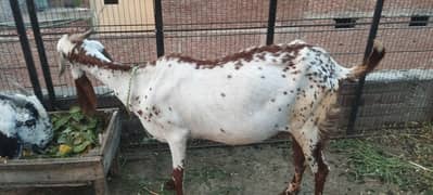 Goat for sale
