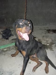 Rottweiler