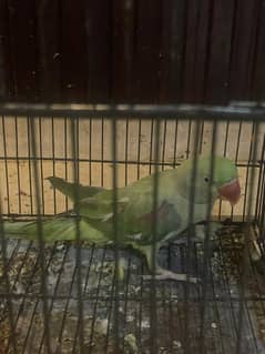 parrot