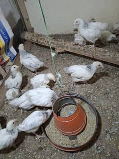 Light sussex chicks polish pair white selkie chicks