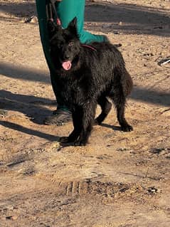 Black German Shepherd double coat