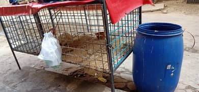 chicken setup sell