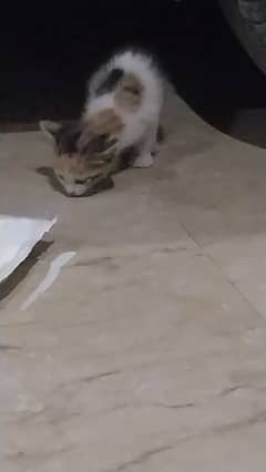 smoll kitten