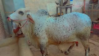 heavy Bull For sale