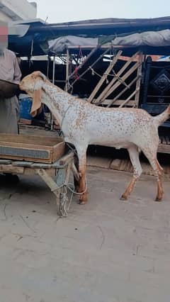 Makhi Cheena Bakra / Chatra / Kajla / Dumba / qurbani