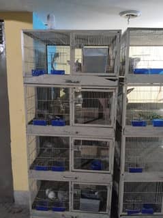 German Giants Rabbits Pairs, Cages and kids for sale in lahore