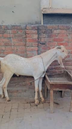 Makhi