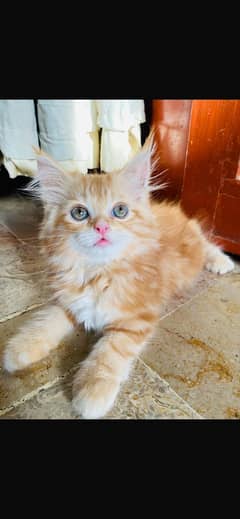 Persian Doll face kittens for sale