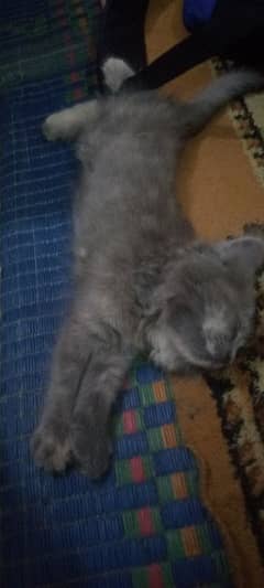 cat # kittens