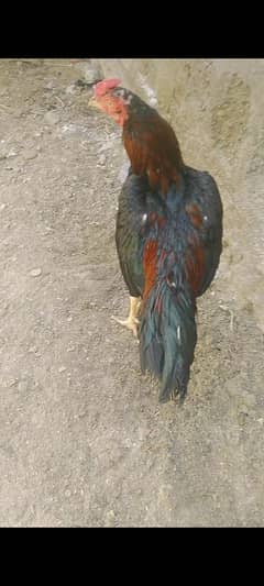 Aseel lakha mushka murga for sale contact 03433644676