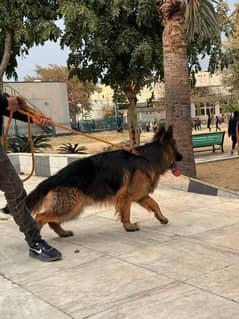 Garman shepherd long coat dog black mask