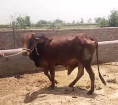 Qurbani bull available for sale