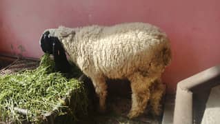 desi chatry jori for sell