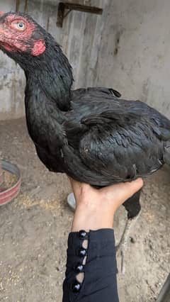 Black aseel hen madi