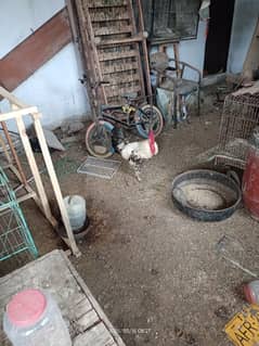 cock