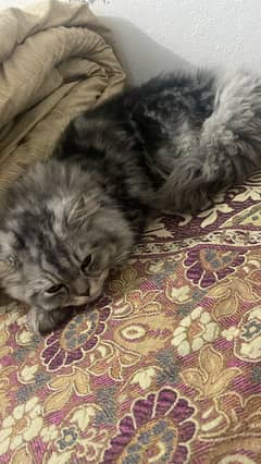 Persian