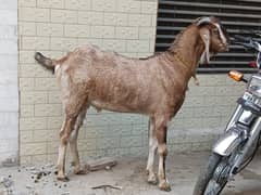 qurbani
