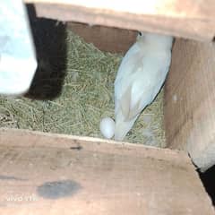 hogoromo. love birds. arrsstaliean. box. matkia