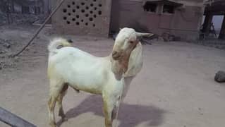 Bakra for sell