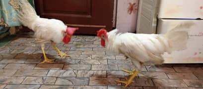 leghorn rooster pair for sale