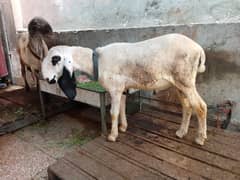 Ghr K Palay Chatray