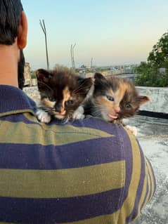 1 MONTH OLD CATS
