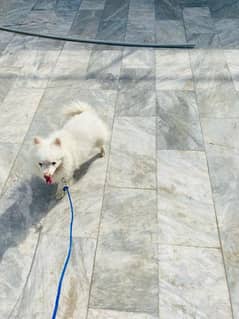 Russian dog 1 year age argent sale