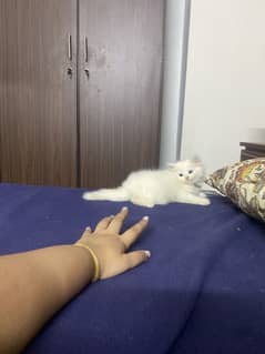 Persian kittens male and female