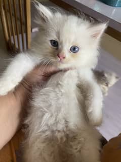 Persian kittens triple coat