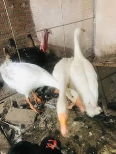 ducks(type geese)
