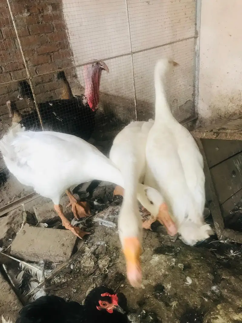 Turkey Breaders